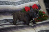 AKC Registered  French Bulldog For Sale Millersburg, OH Male- Jack
