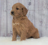 Standard Goldendoodle For Sale Sugarcreek, OH Male- Ace