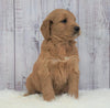 Standard Goldendoodle For Sale Sugarcreek, OH Male- Ace