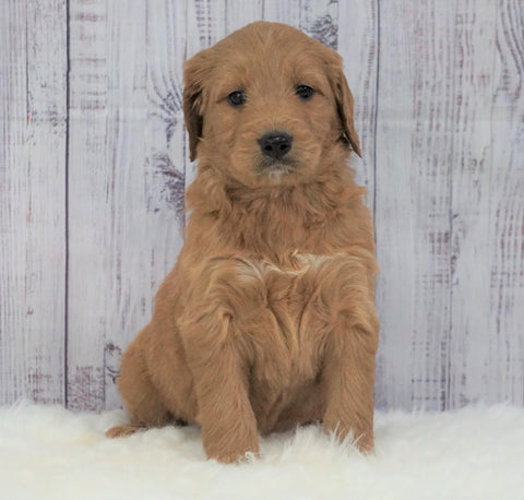 Standard Goldendoodle For Sale Sugarcreek, OH Male- Ace