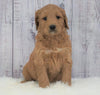 Standard Goldendoodle For Sale Sugarcreek, OH Male- Ace