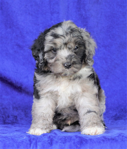 Mini Aussiedoodle For Sale Millersburg, OH Male- Carlos