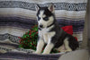 AKC Registered Siberian Husky For Sale Millersburg, OH Female- Susan