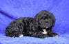 Mini Aussiedoodle For Sale Millersburg, OH Female- Judy