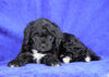 Mini Aussiedoodle For Sale Millersburg, OH Female- Judy