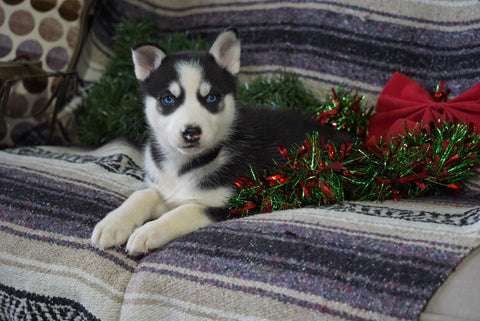 AKC Registered Siberian Husky For Sale Millersburg, OH Female- Julie