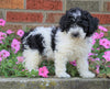 AKC Registered Moyen Poodle For Sale Apple Creek, OH Male- Marco *SHIPPING INCLUDED*