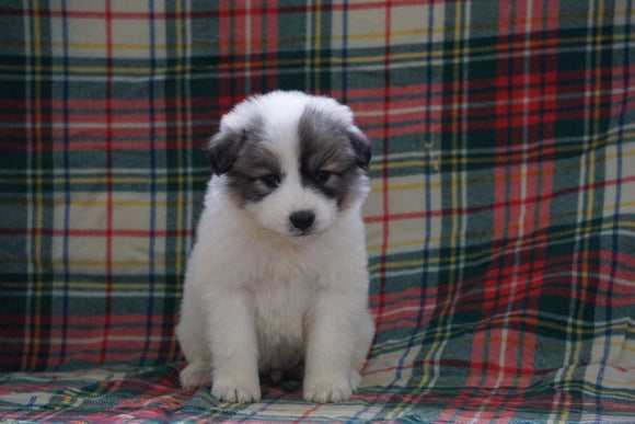 Great Pyrenees For Sale Fresno, OH Female- Maggie