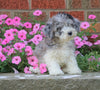 AKC Registered Moyen Poodle For Sale Apple Creek, OH Male- Brodie