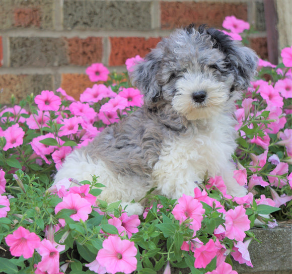 AKC Registered Moyen Poodle For Sale Apple Creek, OH Male- Brodie