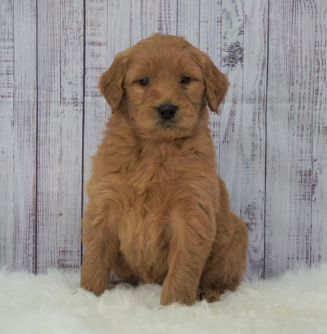 Standard Goldendoodle For Sale Sugarcreek, OH Male- Buster