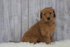 Standard Goldendoodle For Sale Sugarcreek, OH Male- Buster