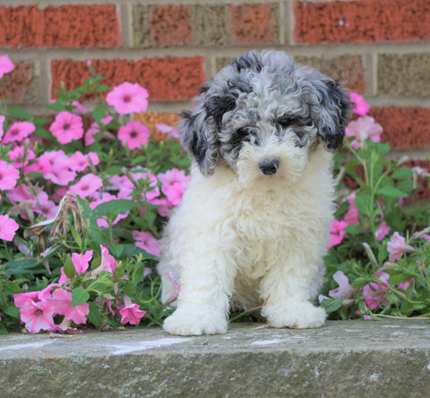 AKC Registered Moyen Poodle For Sale Apple Creek, OH Female- Zoey