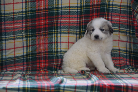 Great Pyrenees For Sale Fresno, OH Male- Jack