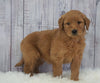 Standard Goldendoodle For Sale Sugarcreek, OH Male- Buster