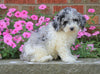 AKC Registered Moyen Poodle For Sale Apple Creek, OH Female- Zoey