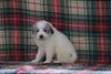 Great Pyrenees For Sale Fresno, OH Male- Jack