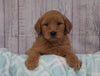 Standard Goldendoodle For Sale Sugarcreek, OH Male- Buster