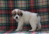 Great Pyrenees For Sale Fresno, OH Female- Layla