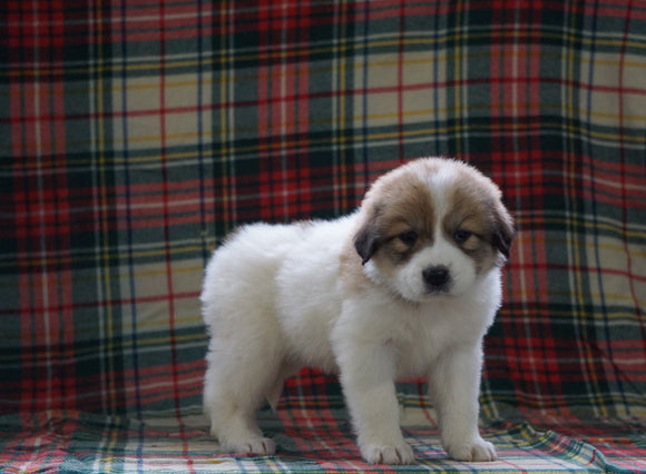 Great Pyrenees For Sale Fresno, OH Female- Layla