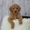 Standard Goldendoodle For Sale Sugarcreek, OH Female- Roxy