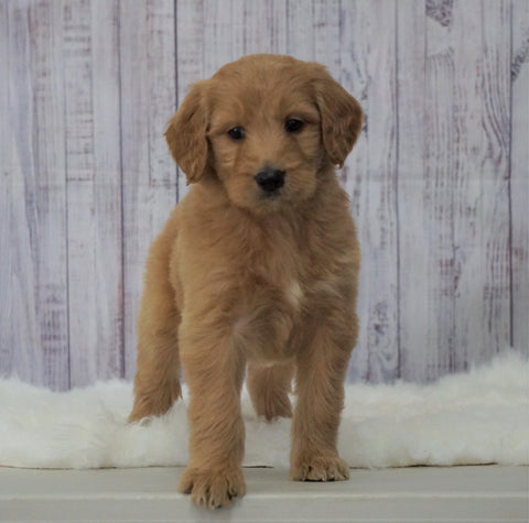 Standard Goldendoodle For Sale Sugarcreek, OH Female- Roxy