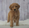 Standard Goldendoodle For Sale Sugarcreek, OH Female- Roxy