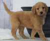 Standard Goldendoodle For Sale Sugarcreek, OH Female- Roxy