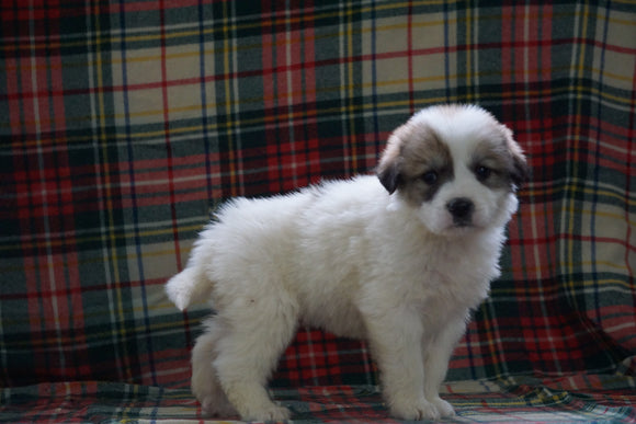 Great Pyrenees For Sale Fresno, OH Male- Max