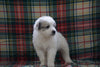 Great Pyrenees For Sale Fresno, OH Male- Boomer