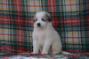 Great Pyrenees For Sale Fresno, OH Male- Boomer