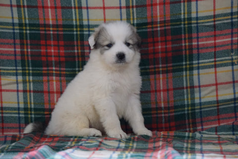 Great Pyrenees For Sale Fresno, OH Male- Boomer