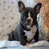 Frenchton For Sale Wooster, OH Male- Jimmy