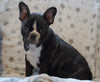 Frenchton For Sale Wooster, OH Male- Jimmy