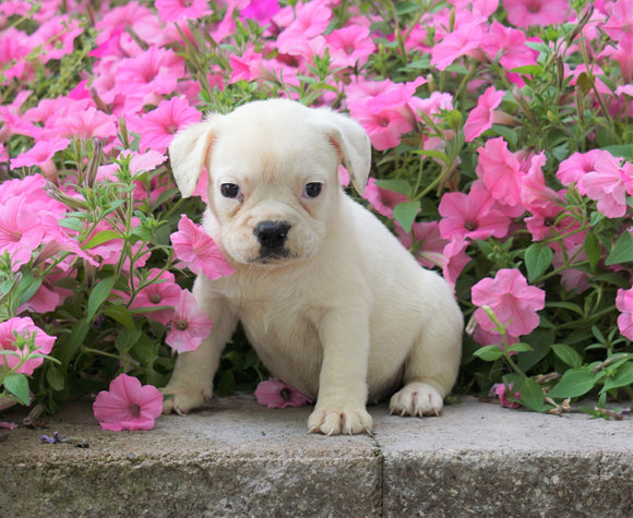 English Bulldog/Puggle For Sale Sugar Creek, OH Female- Sydney