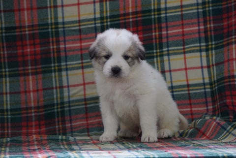 Great Pyrenees For Sale Fresno, OH Male- Duke