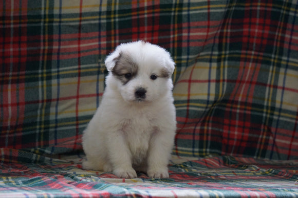 Great Pyrenees For Sale Fresno, OH Female- Callie