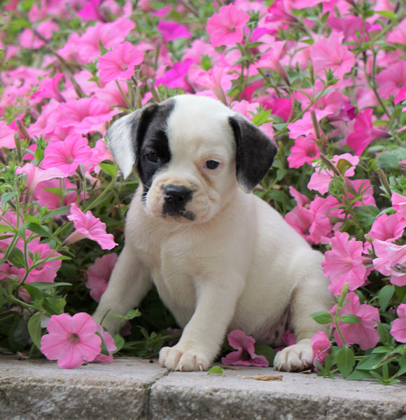 English Bulldog/Puggle For Sale Sugar Creek, OH Female- Shelly