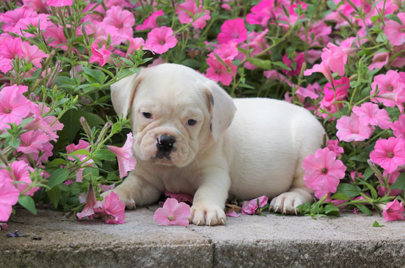 English Bulldog/Puggle For Sale Sugar Creek, OH Male- Colby