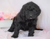 Newfypoo (Standard) For Sale Millersburg, OH Female- Rose