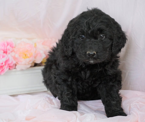 Newfypoo (Standard) For Sale Millersburg, OH Female- Rose