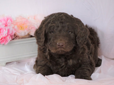 Newfypoo (Standard) For Sale Millersburg, OH Female- Cinderella