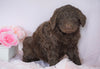 Newfypoo (Standard) For Sale Millersburg, OH Female- Cinderella