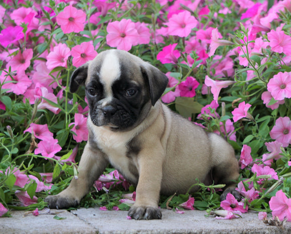 English Bulldog/Puggle For Sale Sugar Creek, OH Male- Landon