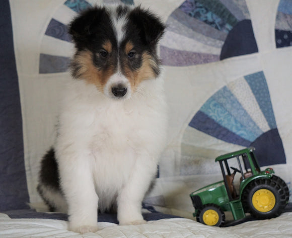 Lassie Collie For Sale Fredericksburg, OH Female- Rachelle