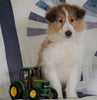Lassie Collie For Sale Fredericksburg, OH Female- Renae
