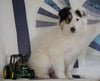 Lassie Collie For Sale Fredericksburg, OH Female- Rosie