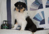 Lassie Collie For Sale Fredericksburg, OH Female- Rita