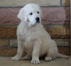 AKC Registered English Cream Golden Retriever For Sale Fredericksburg, OH Female- Juliet