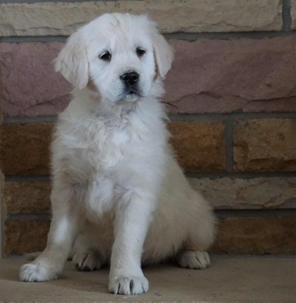 AKC Registered English Cream Golden Retriever For Sale Fredericksburg, OH Female- Juliet